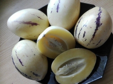 Solanum muricatum, Pepino, Birnenmelone, 10+ Samen